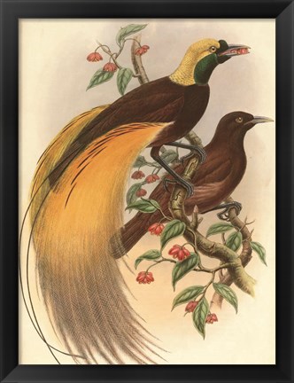 Framed Golden Bird of Paradise Print