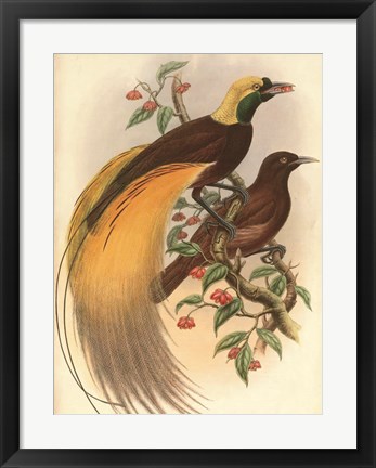 Framed Golden Bird of Paradise Print