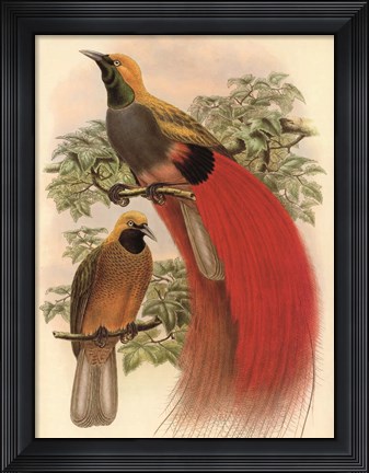 Framed Scarlet Bird of Paradise Print