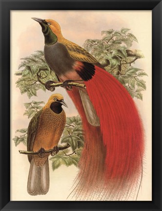 Framed Scarlet Bird of Paradise Print