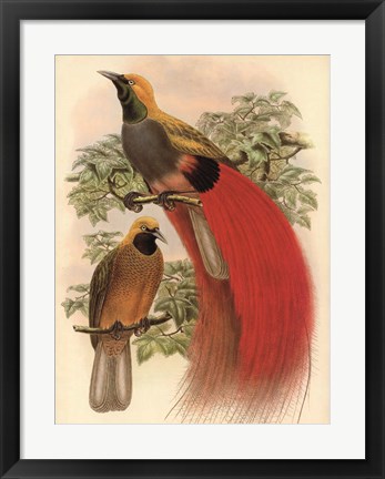 Framed Scarlet Bird of Paradise Print