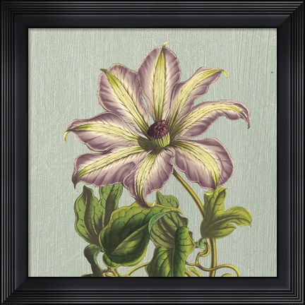 Framed Purple Clematis Print