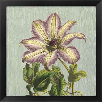 Framed Purple Clematis Print