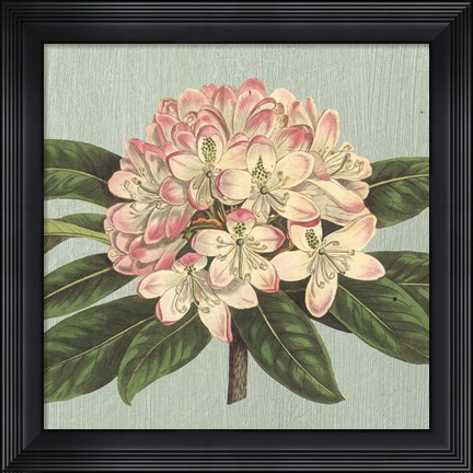 Framed Rhododendron Print