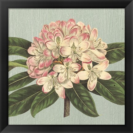 Framed Rhododendron Print