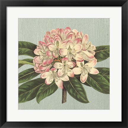 Framed Rhododendron Print