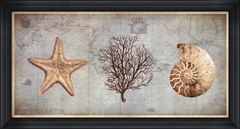 Framed Sea Treasures II Print