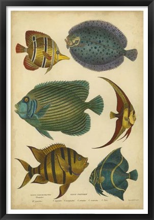 Framed Non-Emb. Goldsmith&#39;s Spinous Fishes Print