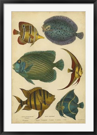 Framed Non-Emb. Goldsmith&#39;s Spinous Fishes Print