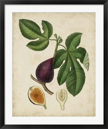 Framed Non-Embellished Antique Fig Tree Print