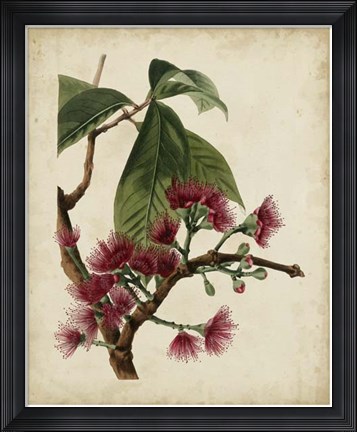 Framed Non-Embellished Antique Fringe Tree Print