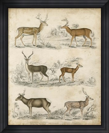 Framed Non-Embellished Species of Deer Print