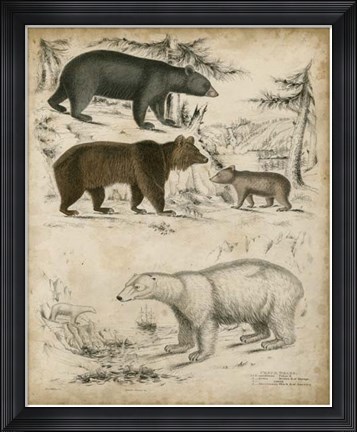 Framed Non-Embellished Species of Bear Print
