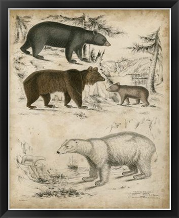 Framed Non-Embellished Species of Bear Print