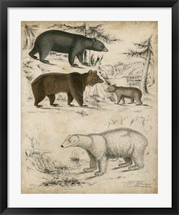 Framed Non-Embellished Species of Bear Print