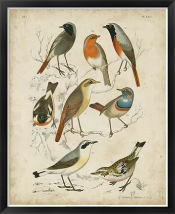 Framed Non-Embellished Avian Gathering I Print