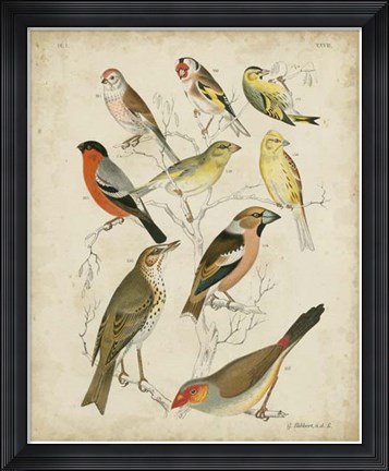 Framed Non-Embellished Avian Gathering II Print