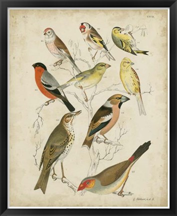 Framed Non-Embellished Avian Gathering II Print