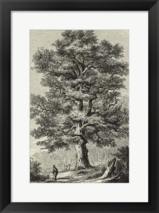 Framed B&amp;W Terry&#39;s Trees II Print