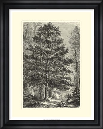 Framed B&amp;W Terry's Trees III Print