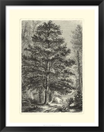 Framed B&amp;W Terry&#39;s Trees III Print