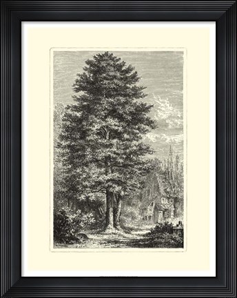 Framed B&amp;W Terry's Trees IV Print