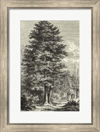 Framed B&amp;W Terry&#39;s Trees IV Print