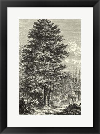 Framed B&amp;W Terry&#39;s Trees IV Print