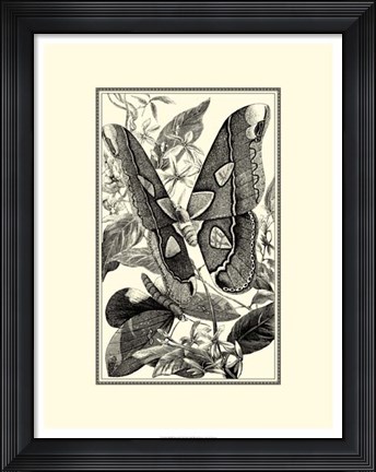 Framed B&amp;W Butterfly II Print
