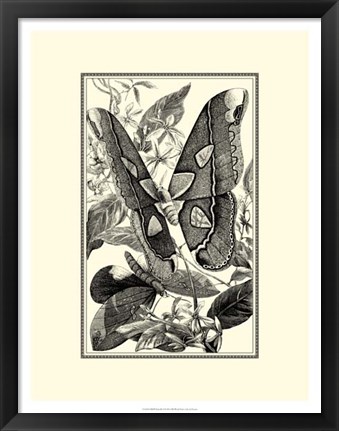 Framed B&amp;W Butterfly II Print