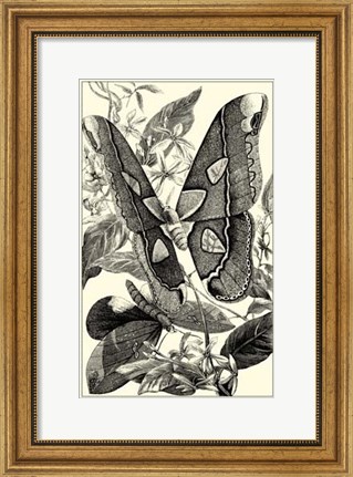 Framed B&amp;W Butterfly II Print