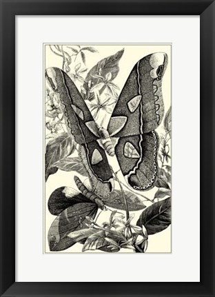 Framed B&amp;W Butterfly II Print