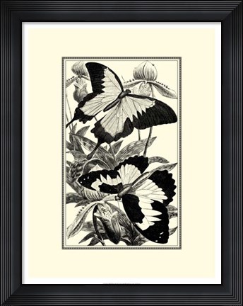 Framed B&amp;W Butterfly III Print
