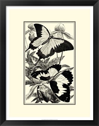 Framed B&amp;W Butterfly III Print