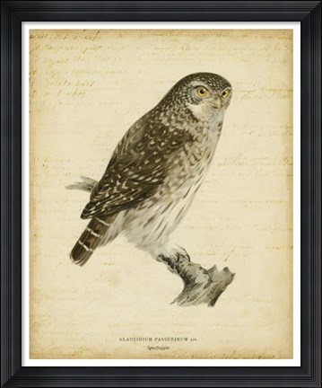 Framed Non-Embellished Vintage Owl Print