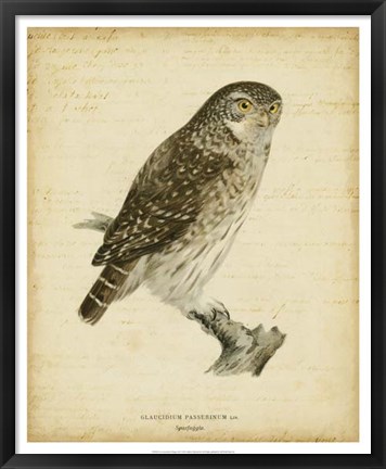 Framed Non-Embellished Vintage Owl Print