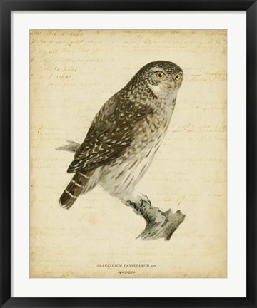 Framed Non-Embellished Vintage Owl Print