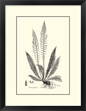 Framed B&amp;W Fern I Print