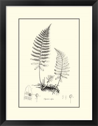 Framed B&amp;W Fern II Print