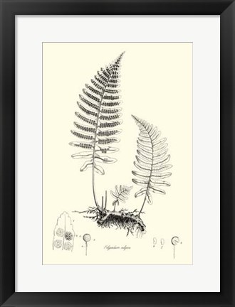 Framed B&amp;W Fern II Print