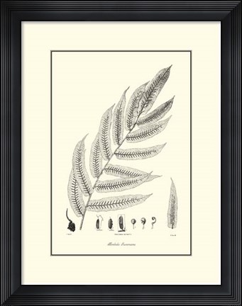 Framed B&amp;W Fern III Print