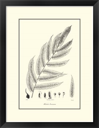 Framed B&amp;W Fern III Print