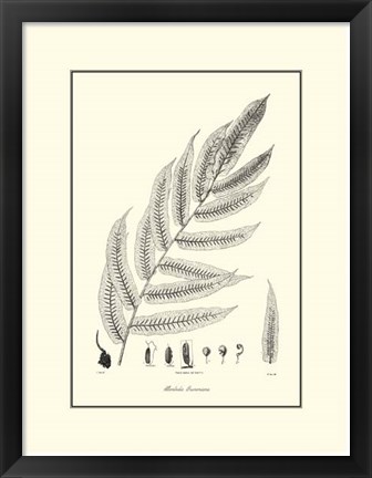 Framed B&amp;W Fern III Print