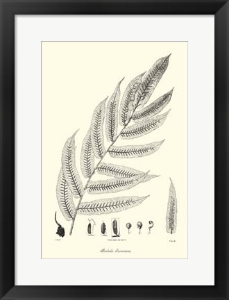 Framed B&amp;W Fern III Print