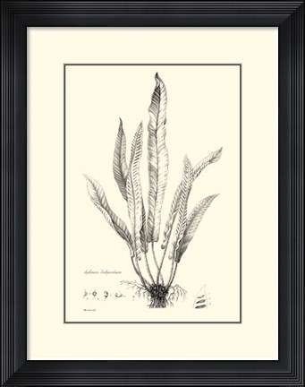 Framed B&amp;W Fern IV Print