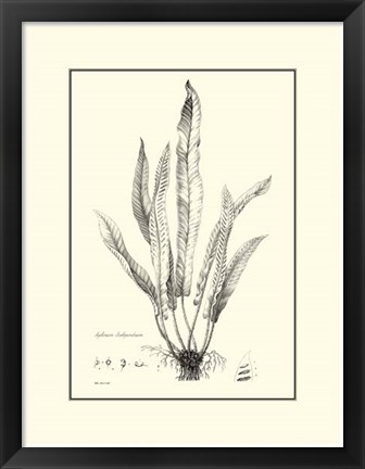 Framed B&amp;W Fern IV Print