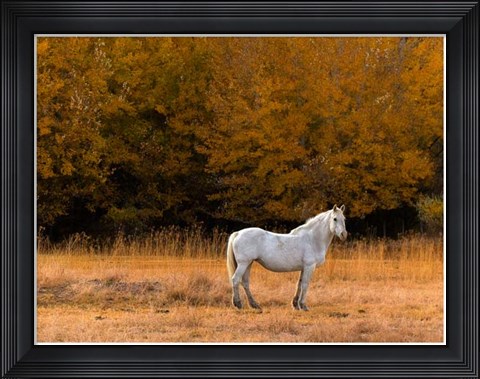 Framed White Horse Print