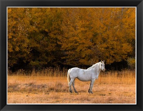 Framed White Horse Print