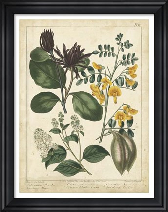 Framed Non-Embellish Enchanted Garden I Print