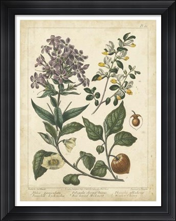 Framed Non-Embellish Enchanted Garden II Print